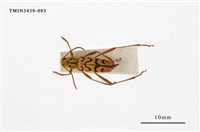 藏品(側紋黃虎天牛)的圖片